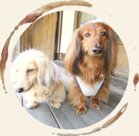 看板犬がお出迎え